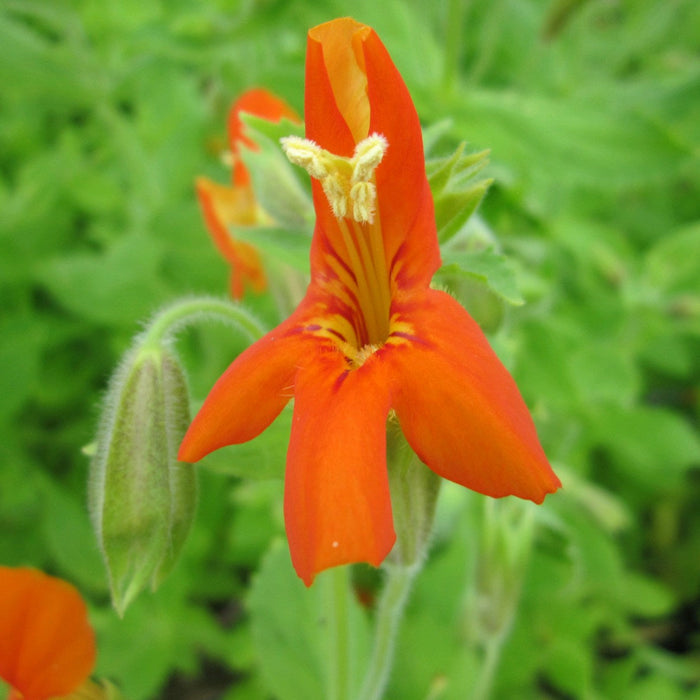 Buy Mimulus cardinalis (Scarlet Monkey Flower) online UK