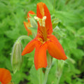 Buy Mimulus cardinalis (Scarlet Monkey Flower) online UK