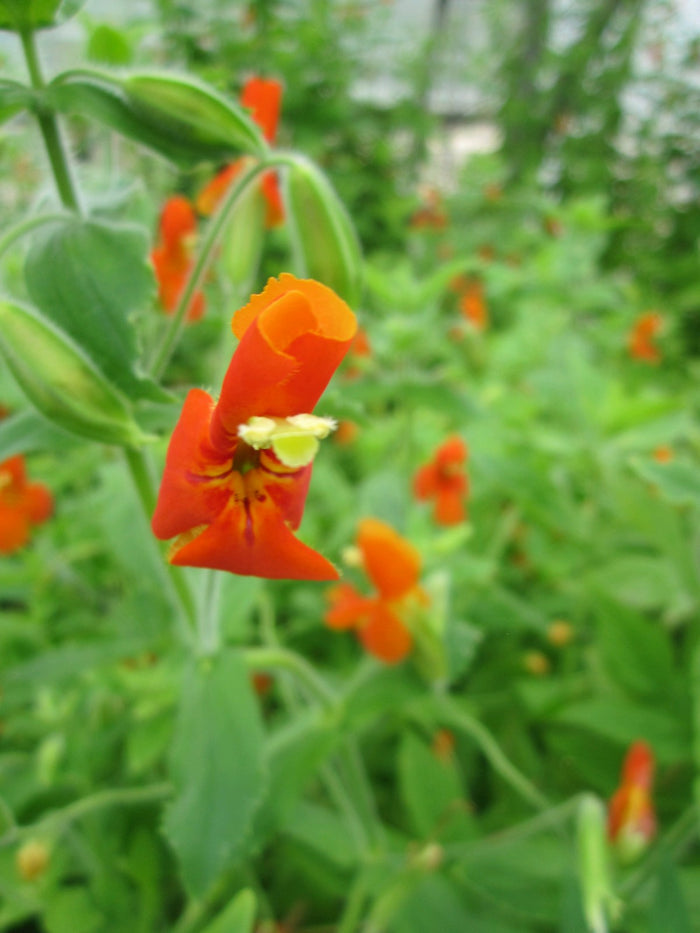 Buy Mimulus cardinalis (Scarlet Monkey Flower) online UK