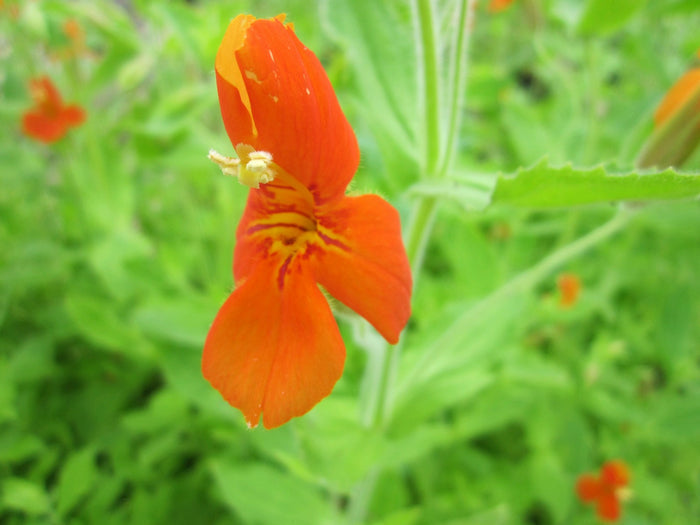 Buy Mimulus cardinalis (Scarlet Monkey Flower) online UK