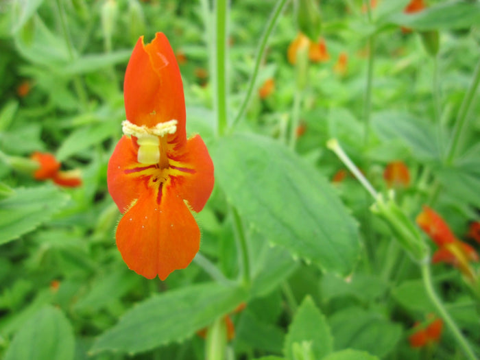 Buy Mimulus cardinalis (Scarlet Monkey Flower) online UK
