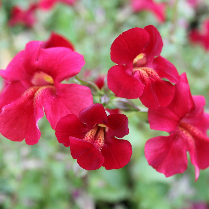 Buy Mimulus cupreus 'Red Emperor' (Roter Kaiser) online UK