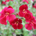 Buy Mimulus cupreus 'Red Emperor' (Roter Kaiser) online UK