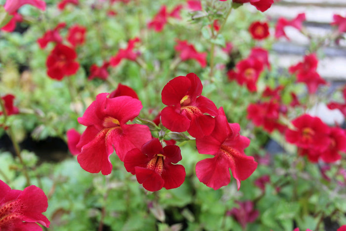 Buy Mimulus cupreus 'Red Emperor' (Roter Kaiser) online UK