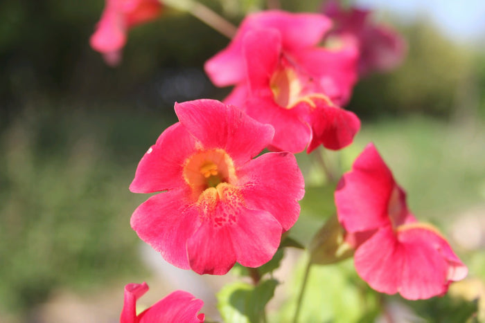 Buy Mimulus cupreus 'Red Emperor' (Roter Kaiser) online UK