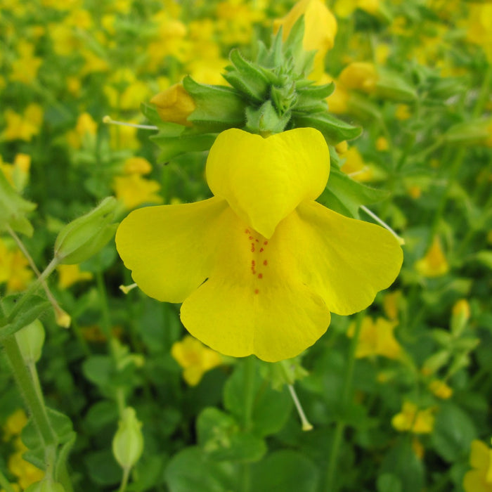 Buy Mimulus guttatus (Common Monkey Flower) online UK