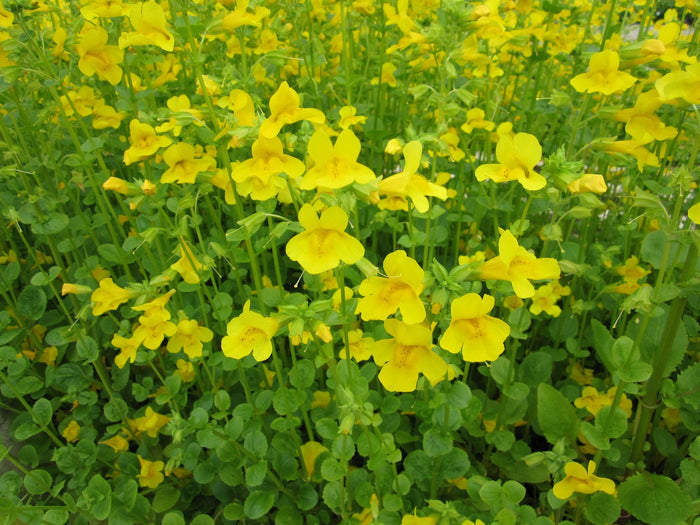 Buy Mimulus guttatus (Common Monkey Flower) online UK