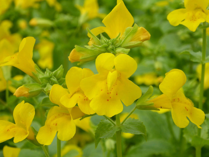 Buy Mimulus guttatus (Common Monkey Flower) online UK