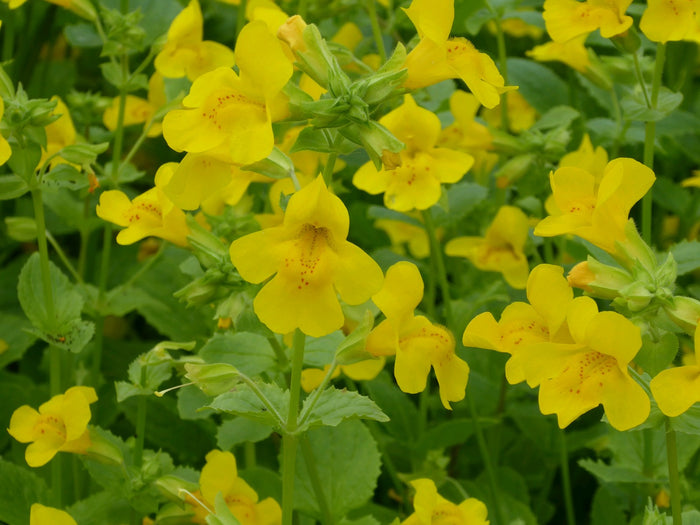 Buy Mimulus guttatus (Common Monkey Flower) online UK