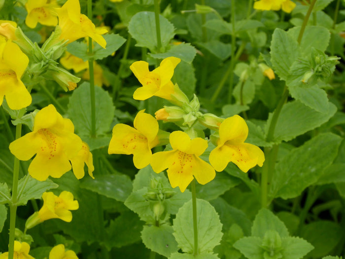 Buy Mimulus guttatus (Common Monkey Flower) online UK