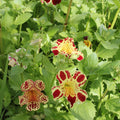 Buy Mimulus luteus 'Queen's Prize' online UK