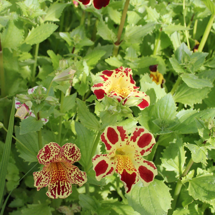 Buy Mimulus luteus 'Queen's Prize' online UK