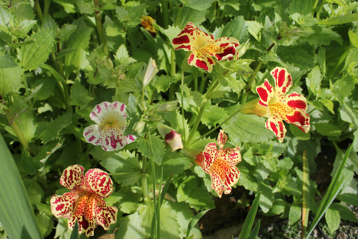 Buy Mimulus luteus 'Queen's Prize' online UK
