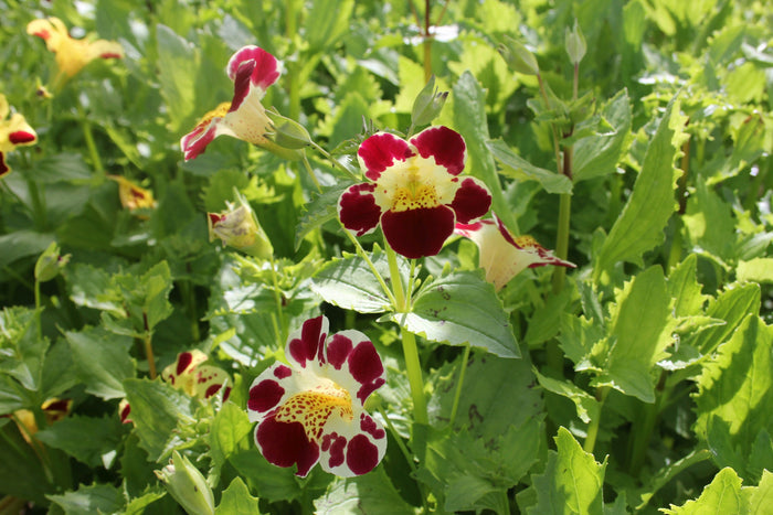 Buy Mimulus luteus 'Queen's Prize' online UK