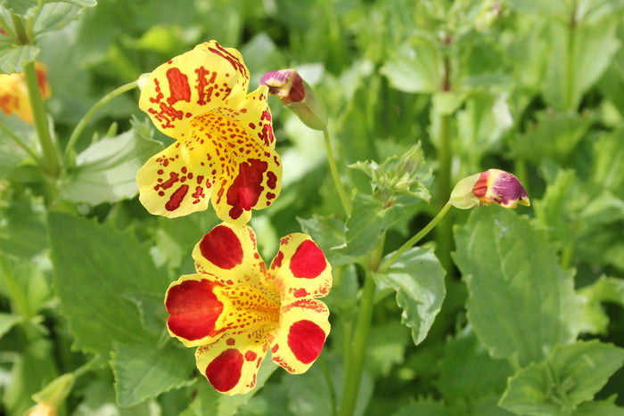 Buy Mimulus luteus 'Queen's Prize' online UK