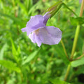 Buy Mimulus ringens (Lavender Musk) online UK