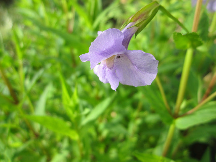 Buy Mimulus ringens (Lavender Musk) online UK