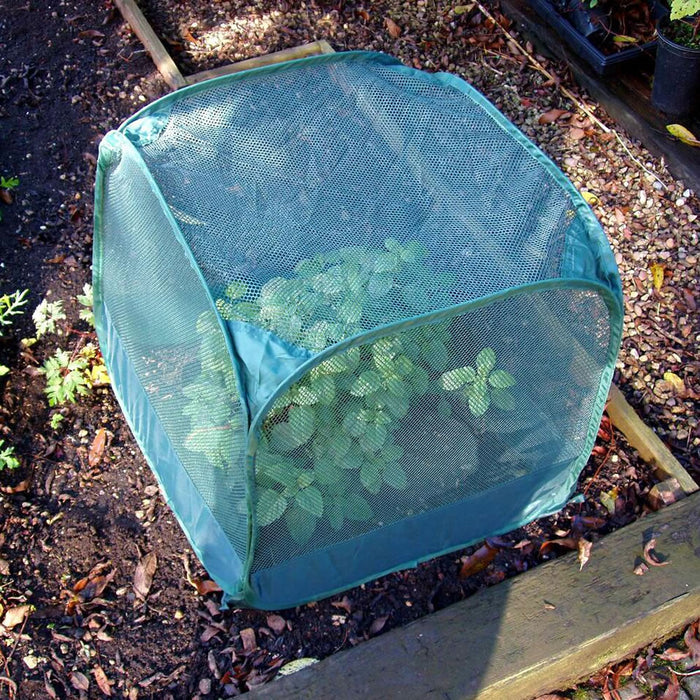 Buy MiniPop Pop-Up Mini Plant & Seedling Cover online UK