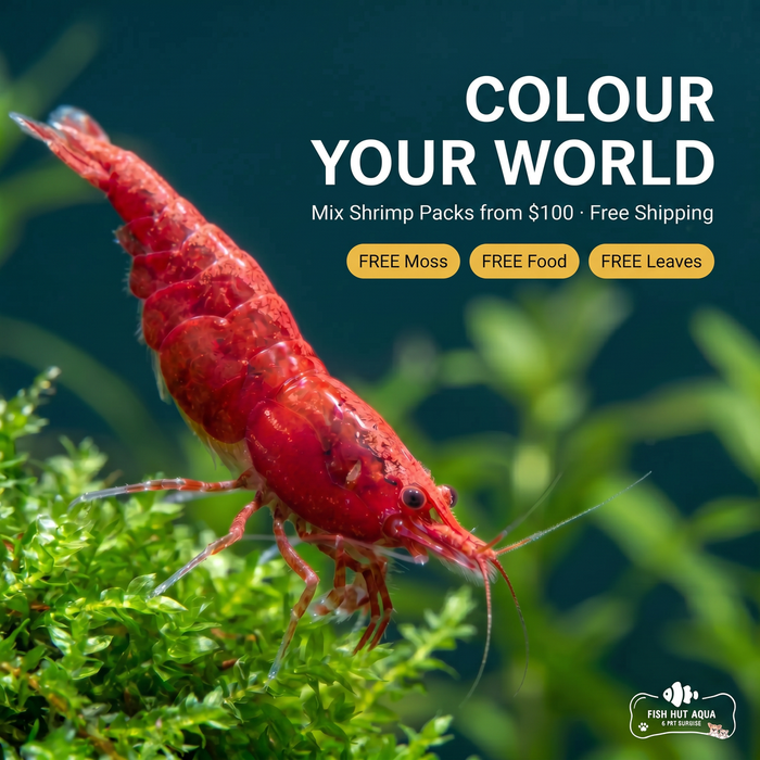 MIX Pack of Shrimps 20pk