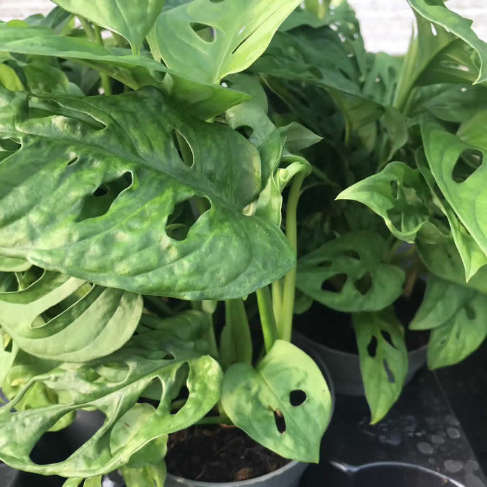 Buy Monstera adansonii (Monkey Mask Plant) online UK