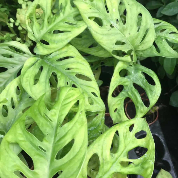 Buy Monstera adansonii (Monkey Mask Plant) online UK