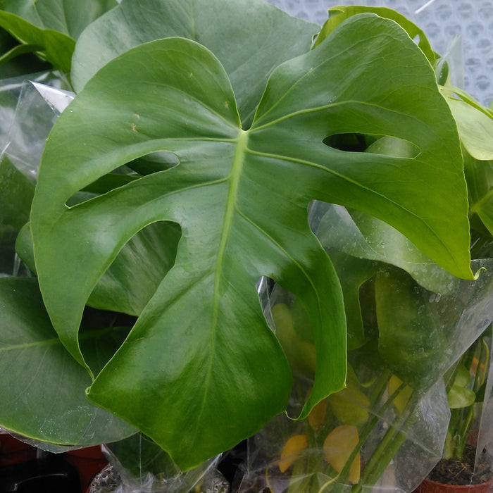Buy Monstera delicoisa (Swiss Cheese Plant) online UK