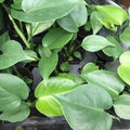 Buy Monstera delicoisa (Swiss Cheese Plant) online UK