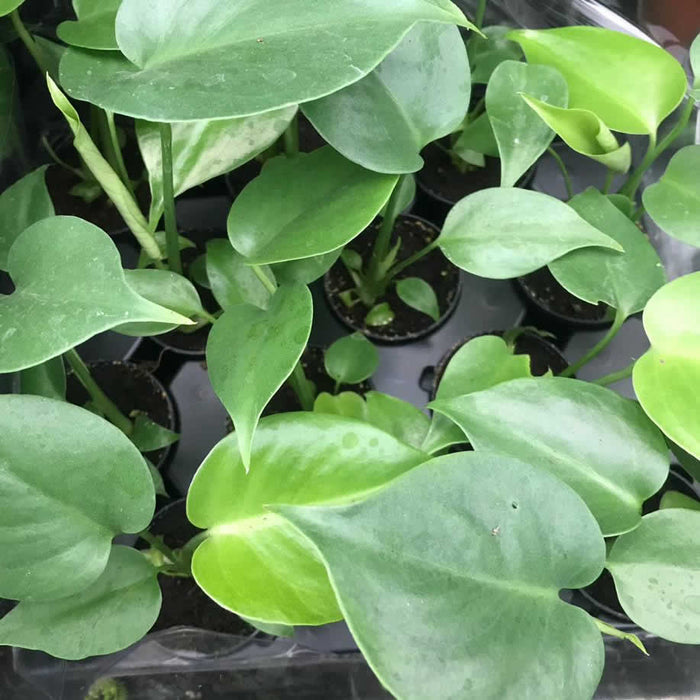 Buy Monstera delicoisa (Swiss Cheese Plant) online UK