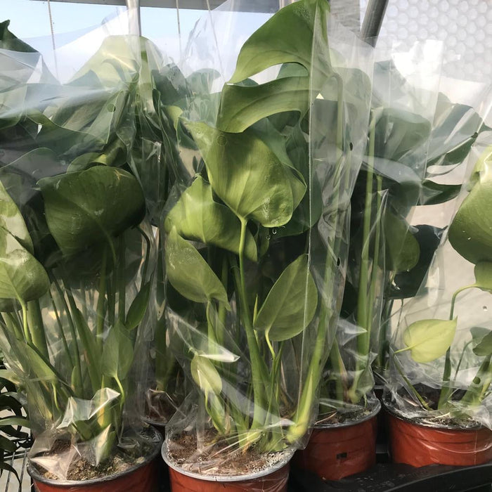 Buy Monstera delicoisa (Swiss Cheese Plant) online UK