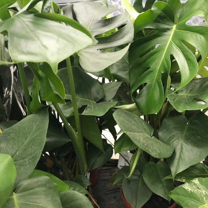 Buy Monstera delicoisa (Swiss Cheese Plant) online UK