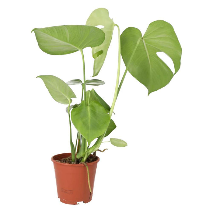 Buy Monstera delicoisa (Swiss Cheese Plant) online UK