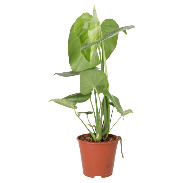 Buy Monstera delicoisa (Swiss Cheese Plant) online UK