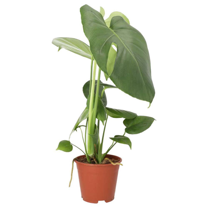 Buy Monstera delicoisa (Swiss Cheese Plant) online UK
