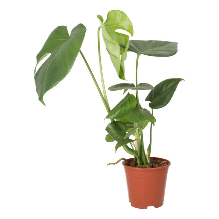 Buy Monstera delicoisa (Swiss Cheese Plant) online UK