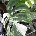 Buy Monstera delicoisa 'Variegated' online UK