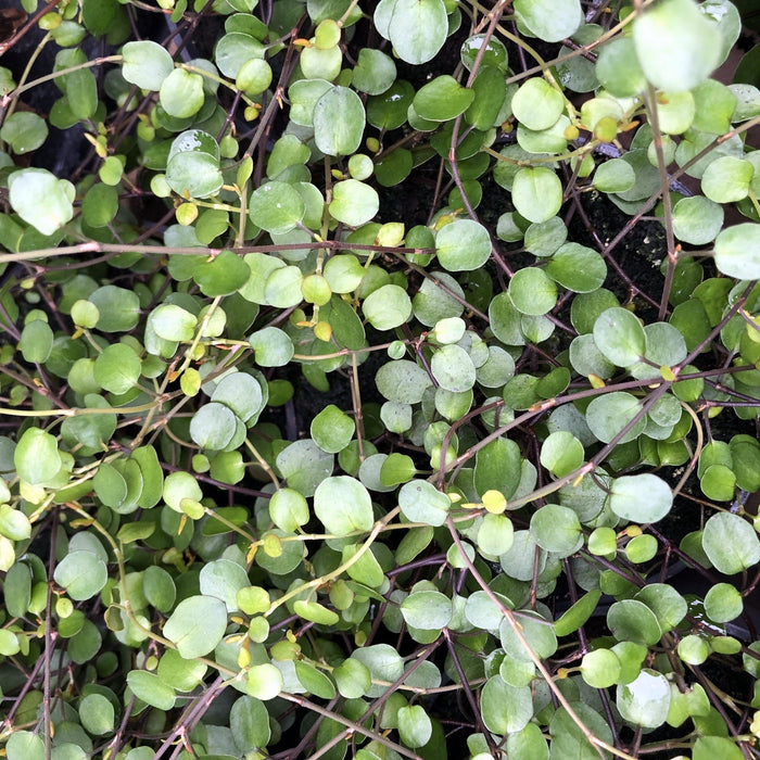 Buy Muehlenbeckia complexa (Maidenhair Vine) online UK