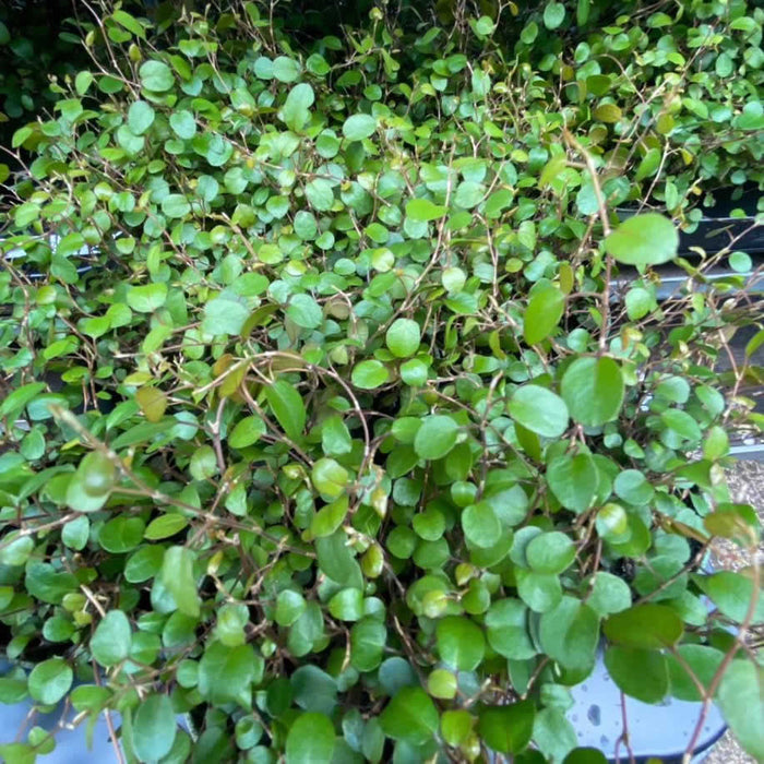 Buy Muehlenbeckia complexa (Maidenhair Vine) online UK