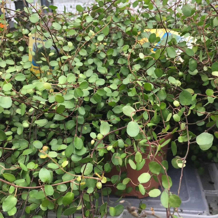Buy Muehlenbeckia complexa (Maidenhair Vine) online UK