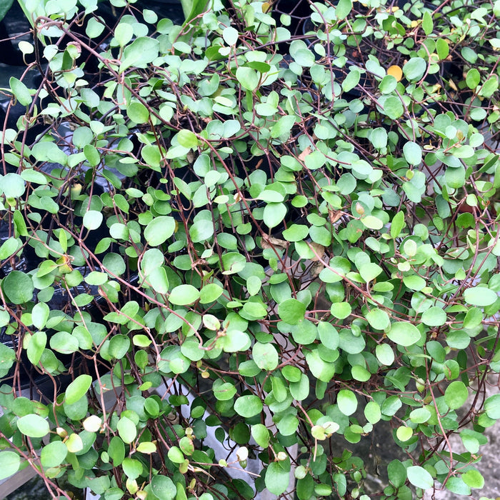 Buy Muehlenbeckia complexa (Maidenhair Vine) online UK