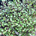 Buy Muehlenbeckia complexa (Maidenhair Vine) online UK