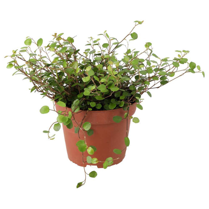 Buy Muehlenbeckia complexa (Maidenhair Vine) online UK