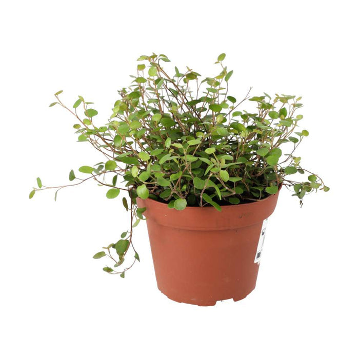 Buy Muehlenbeckia complexa (Maidenhair Vine) online UK