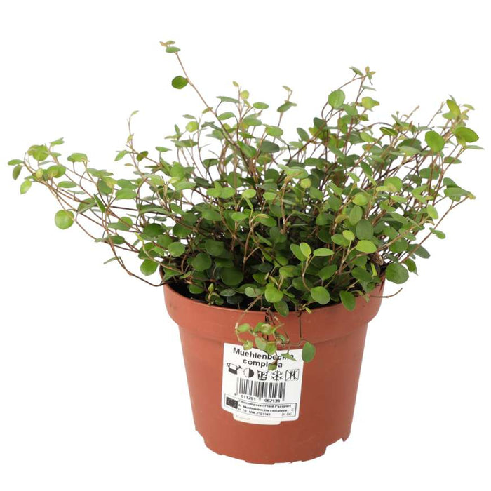 Buy Muehlenbeckia complexa (Maidenhair Vine) online UK
