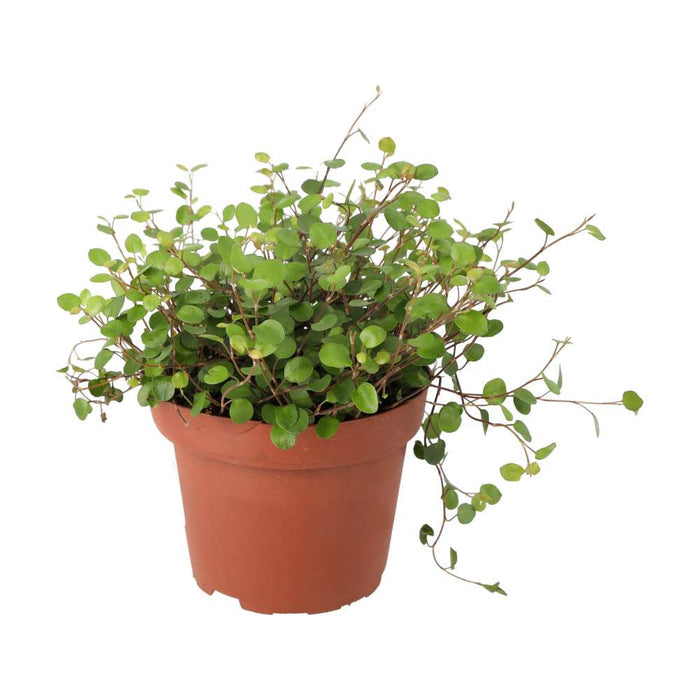 Buy Muehlenbeckia complexa (Maidenhair Vine) online UK