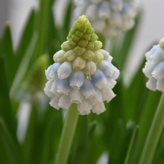 Buy Muscari 'Alaska' Bulbs online UK