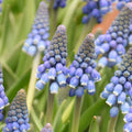Buy Muscari 'Alida' Bulbs online UK