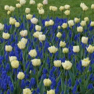 Buy Muscari armeniacum (Armenian Grape Hyacinth) Bulbs online UK