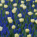Buy Muscari armeniacum (Armenian Grape Hyacinth) Bulbs online UK