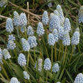 Buy Muscari armeniacum 'Baby’s Breath' Bulbs online UK