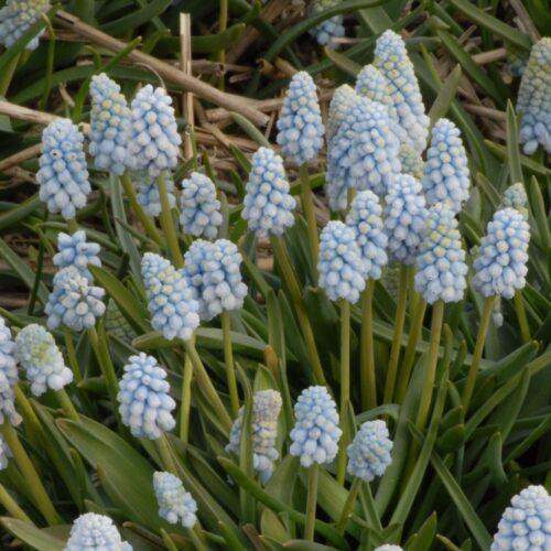 Buy Muscari armeniacum 'Baby’s Breath' Bulbs online UK